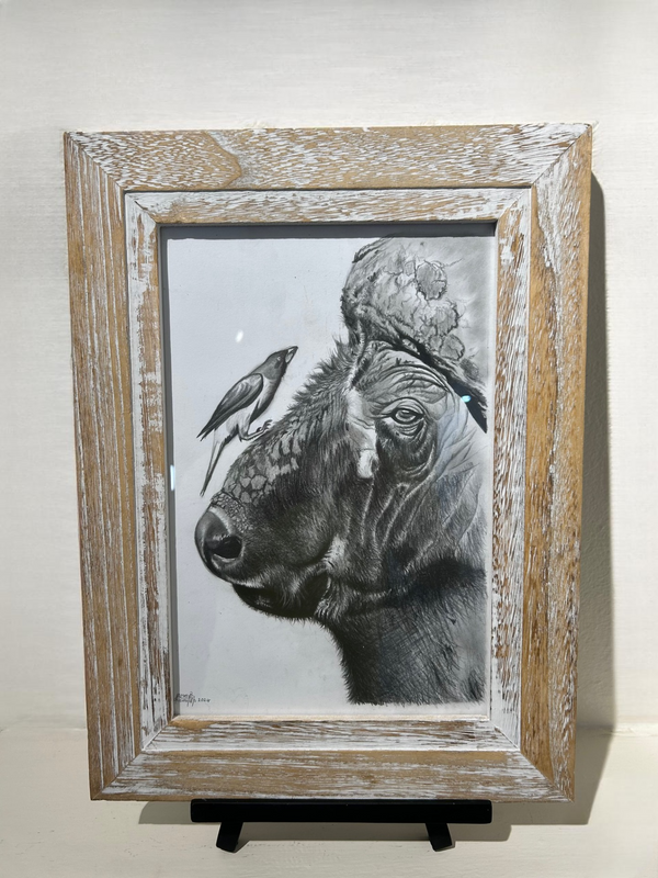 Pencil drawing of a buffalo head with an oxpecker bird perched on its nose, showcasing intricate details and textures, framed in a rustic tabletop frame.