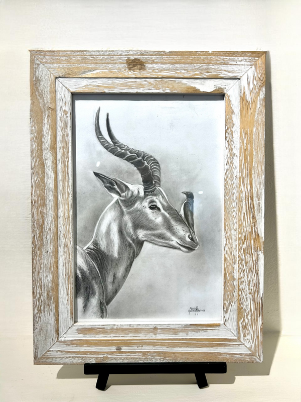Pencil drawing of an impala with an oxpecker bird on its nose, framed in a rustic tabletop frame, displayed at Rogl Souvenirs & Gallery.